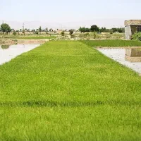 فروش تیم برای چلتیک کاری