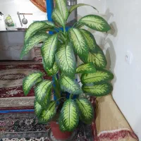 گل دیفن|گل و گیاه طبیعی|خاوه, |دیوار