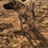 سگ دو رگ افغان و سراب|سگ|شیروان (خراسان), |دیوار