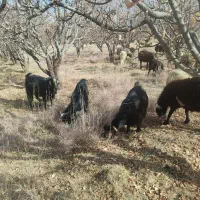 فروش بز و پازن|حیوانات مزرعه|پادنا علیا, |دیوار