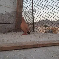کبوتر سبز ورنگه|پرنده|زاهدان, |دیوار