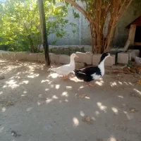 اوردک جفت نر ماده