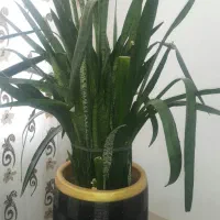 گل سانسوریا|گل و گیاه طبیعی|چرداول, |دیوار