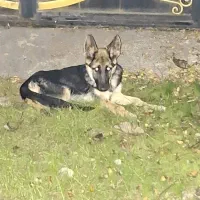 واگذاری رایگان سگ