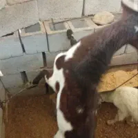 چپش دورگ مورسیا|حیوانات مزرعه|جیرفت, |دیوار