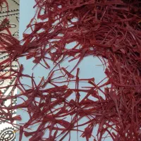 زعفران نگین قائنات/تازه و معطر/ضمانت بی قید و شرط|عمدهفروشی|مشهد, رضاییه|دیوار