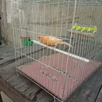 قناری پرتغالی آنتیک|پرنده|چهاردانگه (تهران), |دیوار