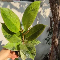 فیکوس لیتارا برگ پهن|گل و گیاه طبیعی|ارومیه, |دیوار