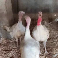 راس ۳۰۸|حیوانات مزرعه|اردکان, |دیوار