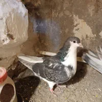 کبوتر شیخی (سیاه)|پرنده|سراب, |دیوار