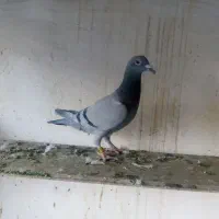 نروماده جفتگاه ،ده تا جوجه کرمونی|پرنده|مشهد, آزادشهر|دیوار