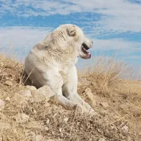 سگ عراقی|سگ|ایجرود, |دیوار