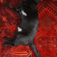 واگذاری گربه dsh