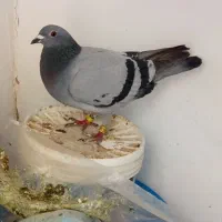 فروش و معاوضه