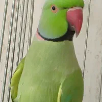 یک جفت ملنگو مولد|پرنده|تبریز, |دیوار