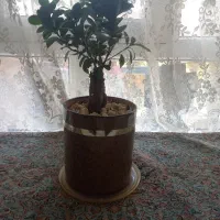 گل نو نو زیبا