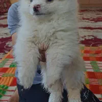 پامر عروسکی