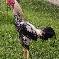 لاری صابونی