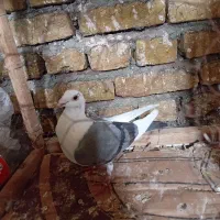 کفتر پلنگ سبز|پرنده|تربتحیدریه, ترمینال|دیوار