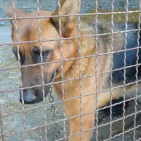 واگذاری سگ نگهبان