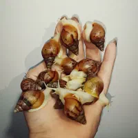 حلزون اچاتینا