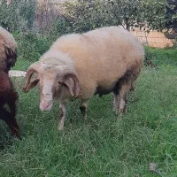 بره نر گوشتی|حیوانات مزرعه|نوشهر, |دیوار