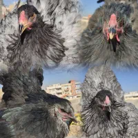 مرغ خروس جوجه برهما لایت بلک بوف بلو پاتریچ لمون|حیوانات مزرعه|تهران, گیشا|دیوار