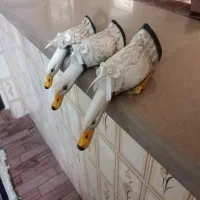 مجسمه ها ی زیبا|مجسمه، تندیس، ماکت|شیراز, صاحب الزمان|دیوار