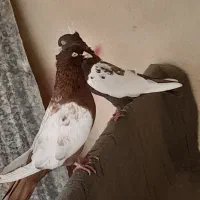 سینه سرخ
