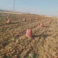 پیاز محلی توناژ بالا