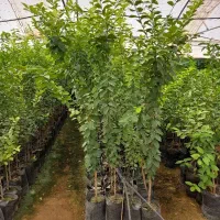 فروش گل و‌گیاه و مرکبات پیوندی|خدمات باغبانی و درختکاری|گتوند, |دیوار