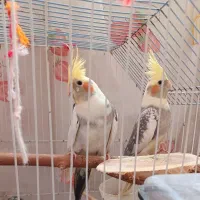 طوطی عروس هلندی