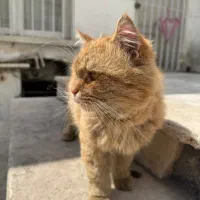 واگذاری پرشین نر