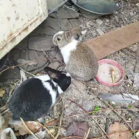 بچه خرگوش فروشی