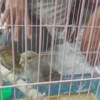 قناری طوسی ماده آماده آماده با جوجش