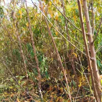 نهالستان صداقت بدون واسطه خرید کنید|عمدهفروشی|خان ببین, |دیوار