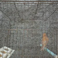 فروش تعدادی قناری نر بخون