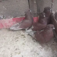 گرگی وسرخ پرشی|پرنده|تیران, |دیوار