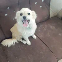 واگذاری سگ پامر