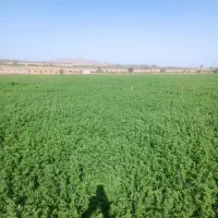 یونجه|خدمات باغبانی و درختکاری|فسا, |دیوار