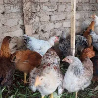 جوجه گلپایگانی