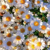 استخدام نیروی  خانم برای بودن در کنار خانم سالمند