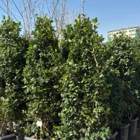 یاس هلندی سطلی جعبه ای جنگلی لوله ای و قیچی خورده|گل و گیاه طبیعی|تهران, هروی|دیوار