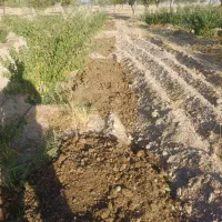 فروش باغشهر فرخشهر
