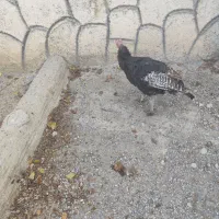 بوقلمون  ماده  روستایی