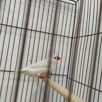 فنچ گلدین. کبوتر الماسی . فنچ کینگ|پرنده|سمنان, |دیوار