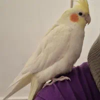 عروس هلندی|پرنده|بجنورد, |دیوار