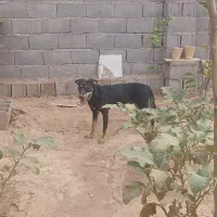 سگ میکس ژرمن روتوایلر نر