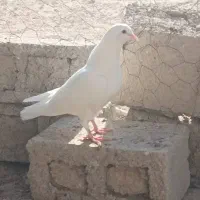 تعدادی کبوتر فروشی|پرنده|بندر گناوه, |دیوار