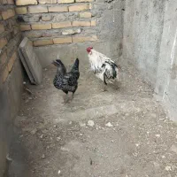 مرغ و خروس گلین